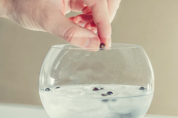 Gin-Tasting Wien – Wacholderbeeren im Gin Tonic