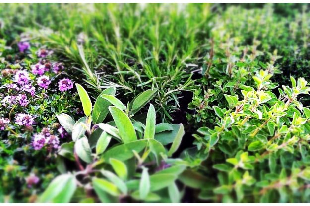 Kulinarische Stadtfuehrung Wien – Kraeuter