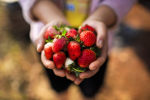 Betriebsausflug Wien - Frische Erdbeeren