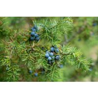 Gin-Tasting Wien – Wacholder