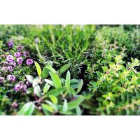 Kulinarische Stadtfuehrung Wien – Kraeuter