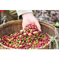 kulinarische Stadtführung Wien – rohe Kaffeebohnen