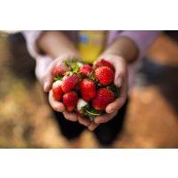 Betriebsausflug Wien - Frische Erdbeeren