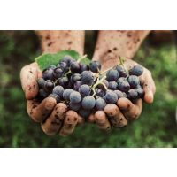 Weinseminar Wien – Weintrauben