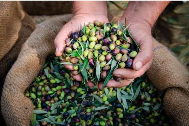 Olivenöl-Tasting Salzburg – Oliven nach der Ernte