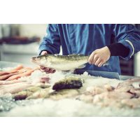 Fisch-Kochkurs Wien – frische Fische verarbeiten