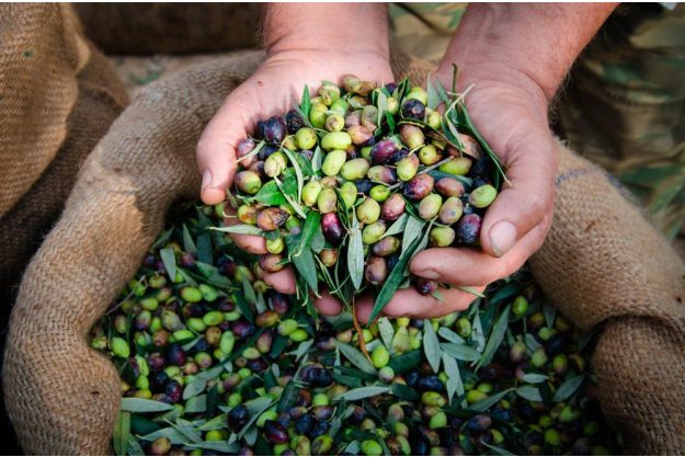 Olivenöl-Tasting Salzburg – geerntete Oliven