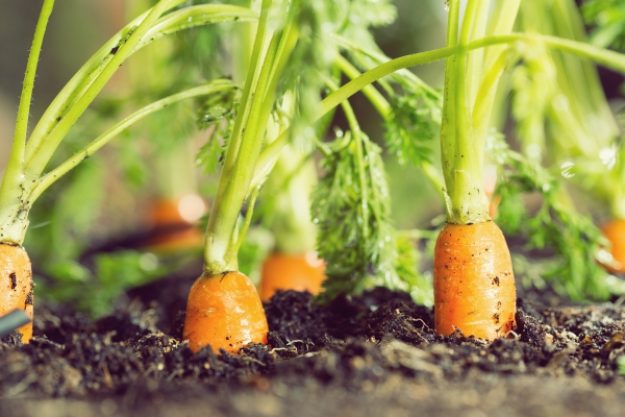 Veggie-Kochkurs-Gutschein – Frische Karotten
