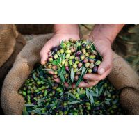 Olivenöl-Tasting Salzburg – Oliven nach der Ernte